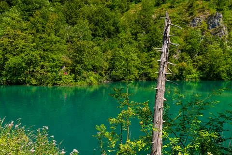 Bare dead tree trunk and wildflowers beside turquoise lake, Plitvice Lakes,.. Stock Photos