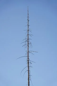 Bare dead tree trunk with sparse broken branches rising into clear blue sky Stock Photos