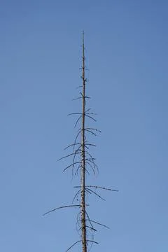 Bare dead tree trunk with sparse broken branches rising into clear blue sky Stock Photos