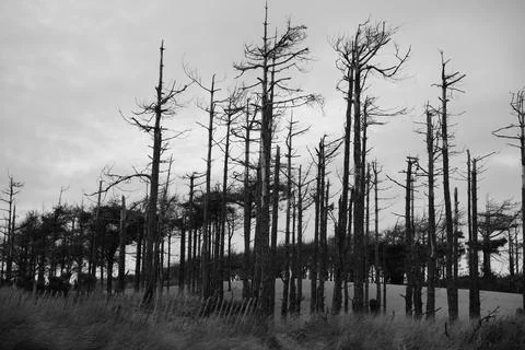Bare Dead Trees, Long Grass, Sandy Dunes At Llanddwyn Beach, Anglesey, North Stock Photos