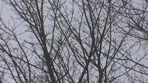 Bare deciduous branches moving in strong breeze Stock Footage 92575169