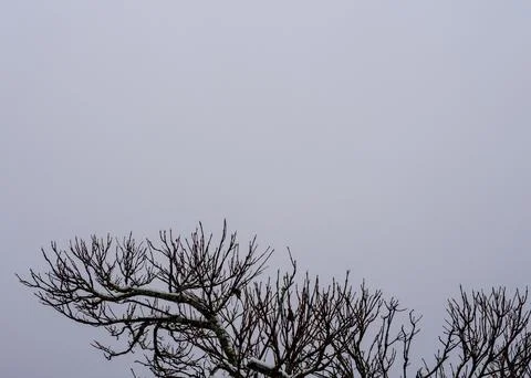 Bare Deciduous Tree Branches with Snow in Overcast Sky Stock Photos
