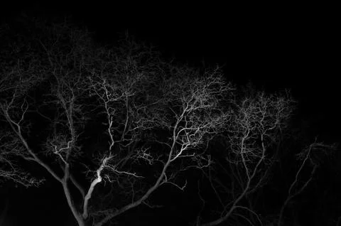 Bare deciduous tree with curved branches at night Foto stock