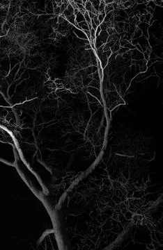 Bare deciduous tree with curved branches at night Stock Photos