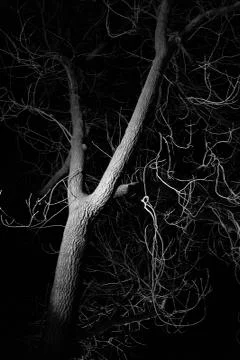Bare deciduous tree with curved branches during night Stock Photos