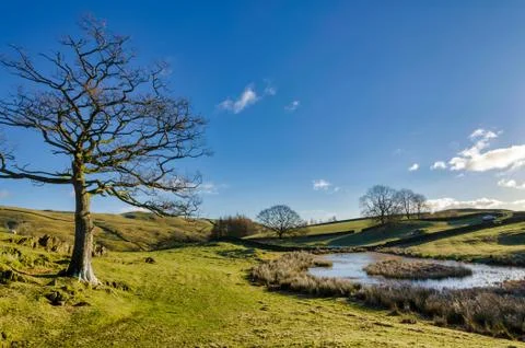 A bare deciduous tree in Winter next to a stream Stock Photos