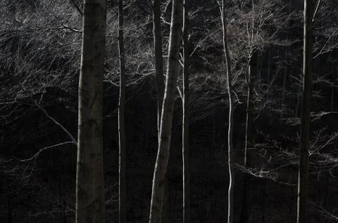Bare deciduous trees are lit by side light, very dark background Stock Photos