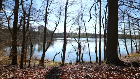 Bare Deciduous Trees at a Calm Lake Shore in Spring Sunlight Stock Footage 342518872