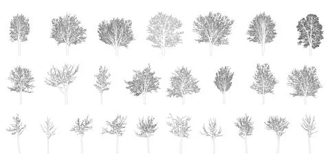 Bare deciduous trees contours, set. Beautiful different leafless trees.  Ve.. Stock Illustration
