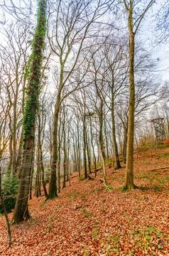 Bare deciduous trees on a forest floor covered in fallen autumn leaves with.. Stock Photos