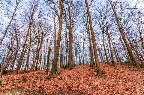 Bare deciduous trees on a hill covered in fallen autumn leaves under a pale s Foto stock