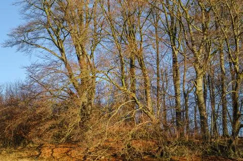 Bare deciduous trees with intricate branches against a clear blue sky in autu Stock Photos