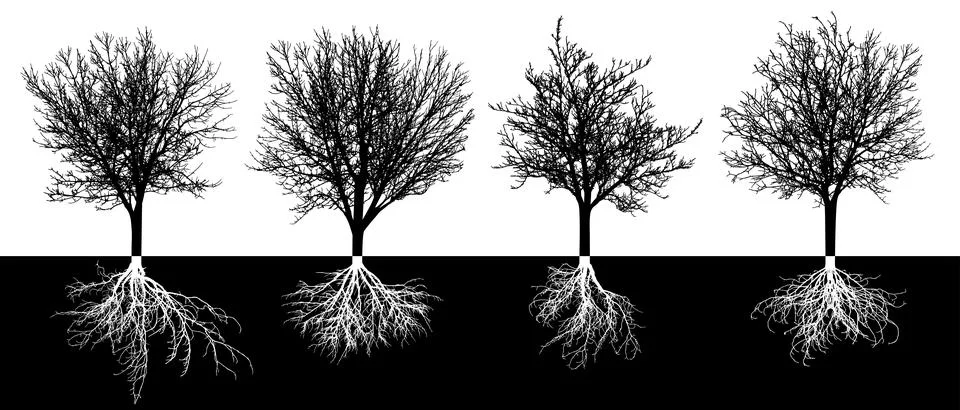 Bare deciduous trees with root system, silhouette. Black trees and white ro.. Illustrazione stock