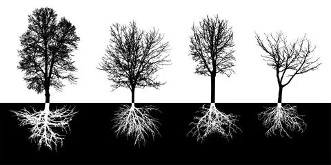 Bare deciduous trees with root system, silhouette. Black trees and white ro.. Stock Illustration