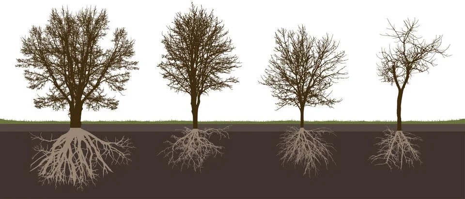Bare deciduous trees with root system, silhouette. Black trees and white ro.. Stock Illustration