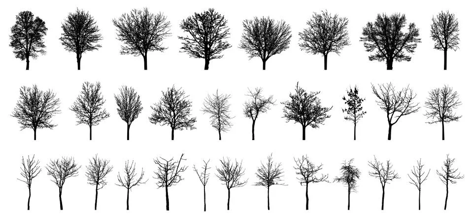 Bare deciduous trees silhouette, set. Beautiful different leafless trees.  .. Stock Illustration