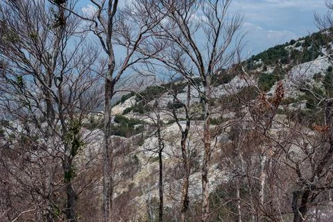 Bare deciduous trees stand in the foreground against the rugged, rocky slopes Stock Photos