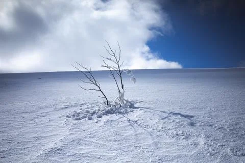 Bare defoliated and leafless tree partly covered by snow in the winter. Empty Stock Photos