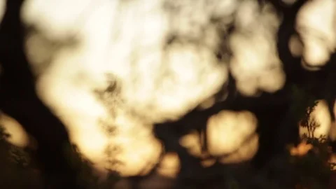 Bare desert plants in gold sunlight Stock Footage 74062243