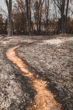 Bare dirt trail cutting through soot and ash in a burned woodland area. Con.. Stock Photos