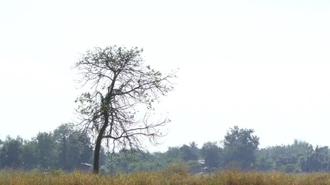 Bare Dry Tree Against The Blue Sky And Field on Hot atmosphere. Stock Footage 101692946