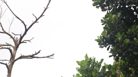 Bare Dry Tree Branches Beside Lush Green Leafy Canopy Contrast Outdoor Stock Footage 344745090