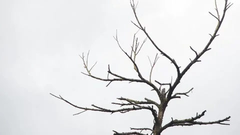Bare Dry Tree Branches Spreading Against Overcast White Sky Stock Footage 344745227