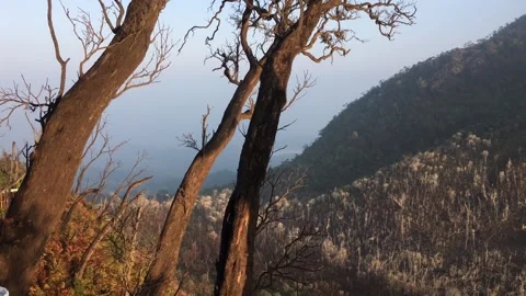 Bare Dry Trees on a Hillside Overlooking a Dead Forest Valley Video stock 346740448
