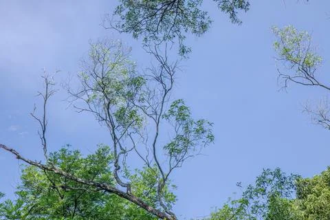 Bare Dry Twigs and Thin Young Leaves Against a Blue Sky Stock Photos
