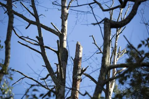 Bare Dying Trees Stock Photos
