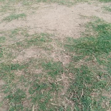 Bare empty patch dry sandy soil mixed green brown grass blades 스톡 사진