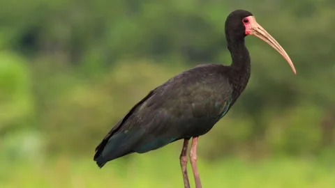 Bare-faced Ibis bird close up perched in marsh near rainforest Stock Footage 278317465