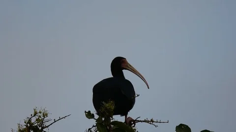 Bare-faced Ibis looking around in fog Vidéo 88547138