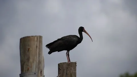 Bare-faced ibis (Phimosus infuscatus) on a pole Stock Footage 170580244