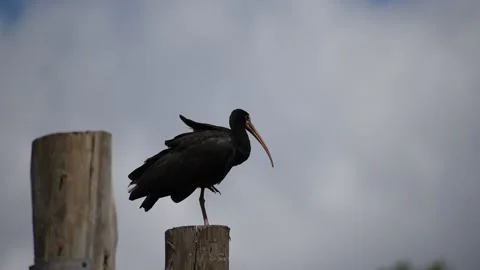 Bare-faced ibis (Phimosus infuscatus) on a pole Stock Footage 170580247