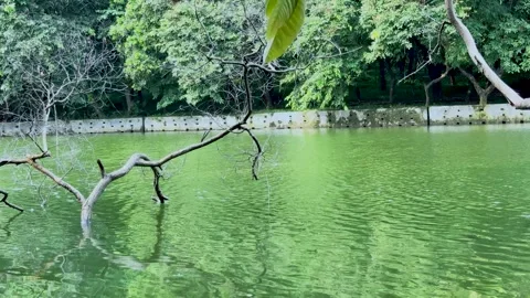 Bare fallen tree branch sticking out of a rippling green park lake Stock Footage 337583943