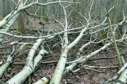 Bare fallen trees in the autumn forest. Dull landscape. Gray day. Stock Photos