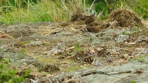 Bare feet of man running in the forest, bare feet man running mountain Stock Footage 121104618