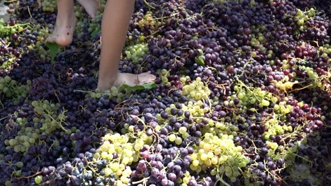 Bare feet stomping grapes during traditional grape pressing in Greece Stock Footage 325834765