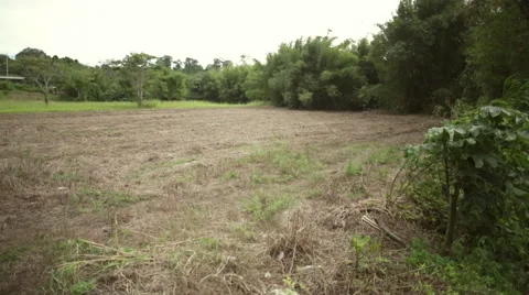 Bare field right to left pan 스톡 동영상 52849732