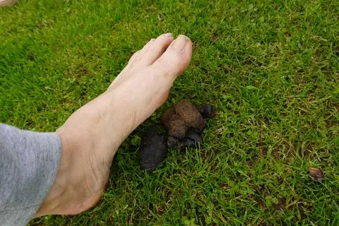 Bare foot avoiding stepping on dog excrement in grass lawn Stock Photos