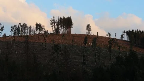 A bare forest because of the bark beetle video Stockbeeldmateriaal 248788614