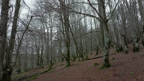 Bare forest captured by drone Stock-Footage 270073201
