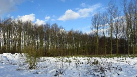 Bare Forest Covered in Snow During Winter Stock Photos