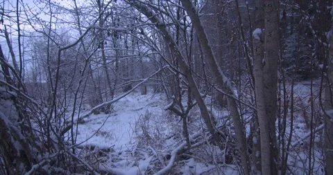 Bare Forest During a Snowfall Stock Footage 100793503