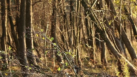 Bare forest landscape Stock Footage 84072116