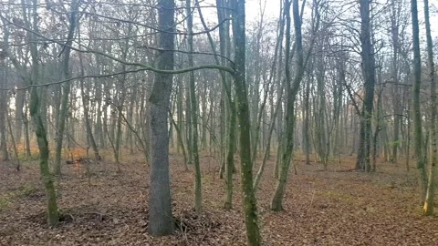 Bare forest panning. All leaves fallen in late autumn Stock-Footage 248180149