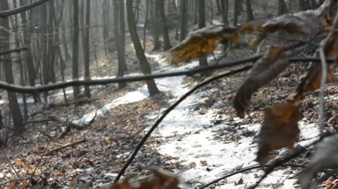 Bare forest - pathway covered with snow - sunny 库存影片 47503844
