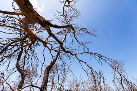 Bare forest Stock Photos
