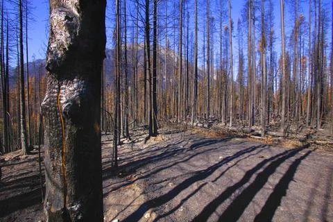 A Bare Forest Stock Photos